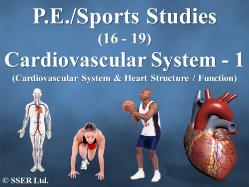PE_A_Cardiovascular - 1 (Cardiovascular System & Heart Structure / Function)