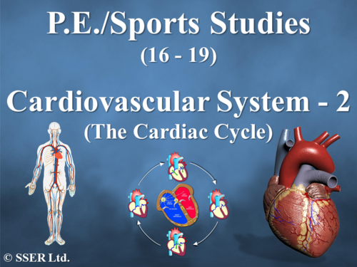 PE_A_Cardiovascular - 2 (The Cardiac Cycle)