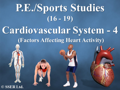 PE_A_Cardiovascular - 4 (Factors Affecting Heart Activity)