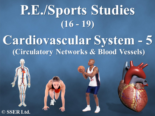 PE_A_Cardiovascular - 5 (Circulatory Networks & Blood Vessels)