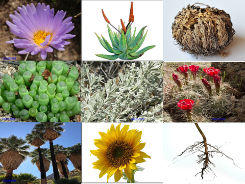 Biogeography/ Ecosystems KS3 lesson- How are plants adapted to life in hot deserts? 