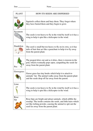 Seed dispersal worksheets for Key Stage 2 Science by rhiannonallen