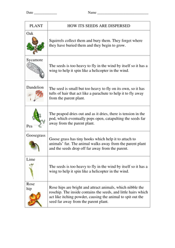 Seed dispersal worksheets for Key Stage 2 Science | Teaching Resources