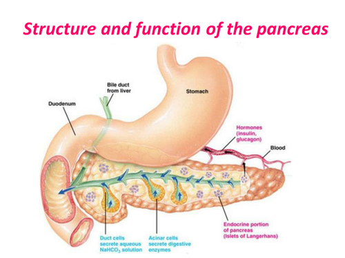 Pancreas Function Structure and function  of the Pancreas  Teaching Resources