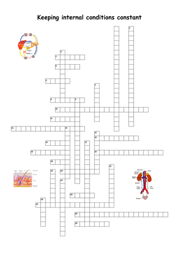 Homeostasis Crossword with solutions.