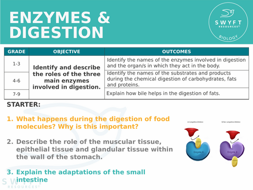 NEW AQA Trilogy GCSE (2016) Biology - Digestive Enzymes