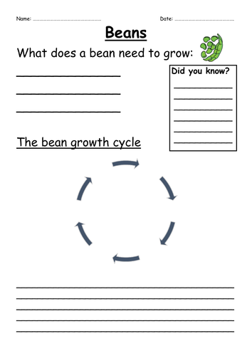 Growing beans information poster writing frame