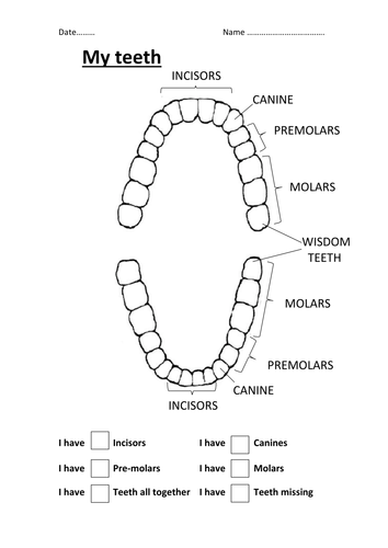 My Teeth