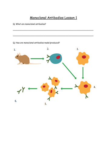AQA GCSE Biology 2016 Specification 4.3.2.1-2 and 4.3.3.1 - Monoclonal Antibodies