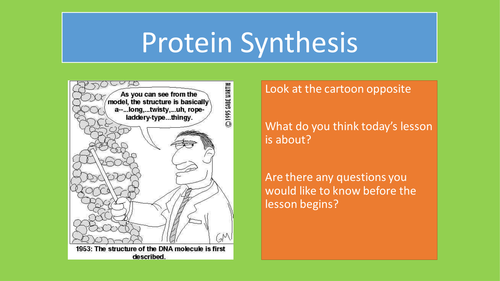 Edexcel Protein Synthesis 