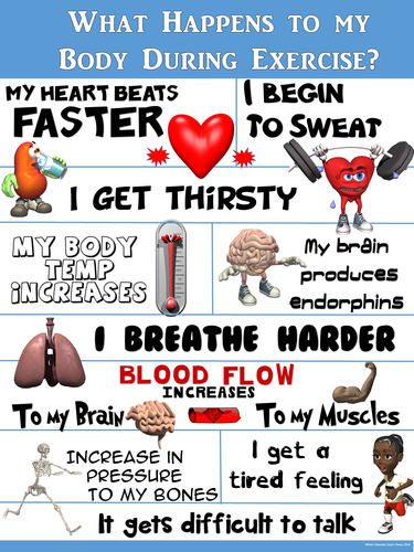 Pe Poster What Happens To My Body During Exercise Teaching Resources