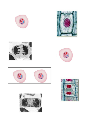 NEW AQA B2.1 Cell division
