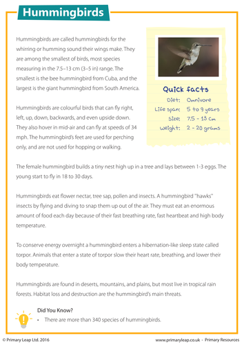 KS2 Reading Comprehension - Hummingbirds