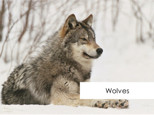 Wolves - Reading Comprehension