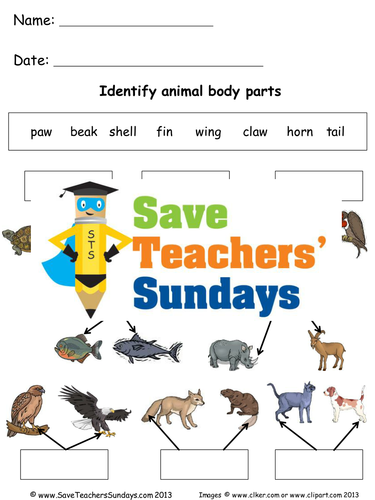 Naming Animal Body Parts Ks1 Lesson Plan And Worksheets Teaching Resources