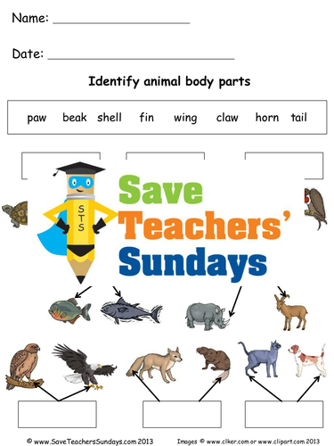 Naming Animal Body Parts KS1 Lesson Plan and Worksheets