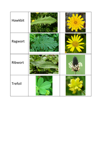 Indoor Plant Sampling Activity