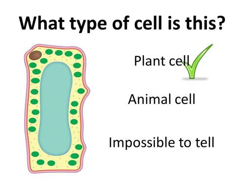 Cell organelles plenary quiz | Teaching Resources