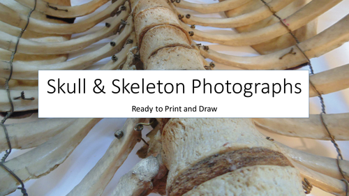 Skull & Skeleton Photobank