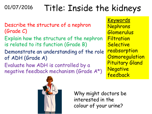 B3 7 Inside The Kidneys Teaching Resources