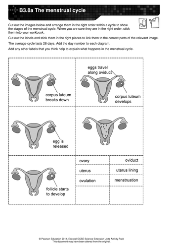 Year 7 Ks3 Menstrual Cycle By Shannonle123 Uk Teaching Resources Tes 