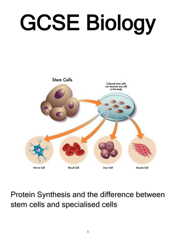 Gcse Dna Gene Switching And Stem Cells Student Booklet By