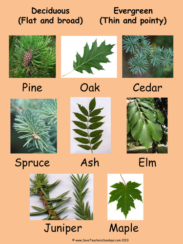 Classify Leaves as Deciduous or Evergreen KS1 Lesson Plan and Worksheet