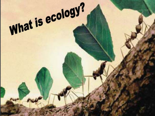 A Level Ecology: PPT and Booklet: Coral Reef transects and associated handout and activity