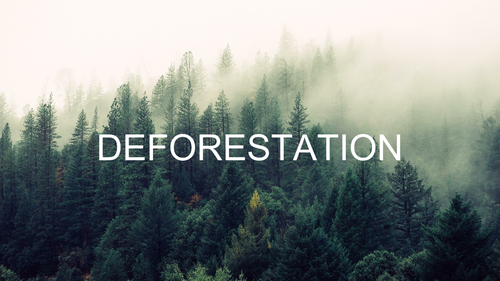 The Effects of Deforestation
