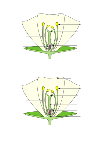 Year 5 / 6 Science Living Things Parts of a flower lesson plan