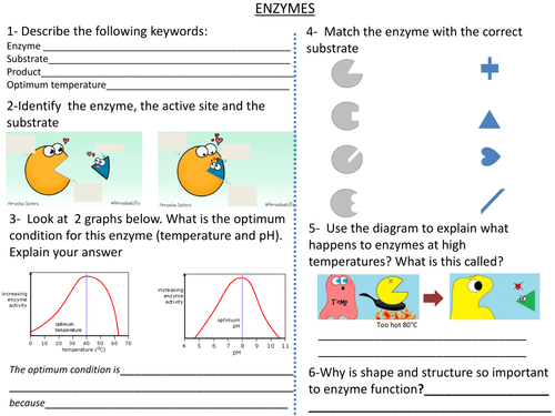 Enzymes worksheet | Teaching Resources