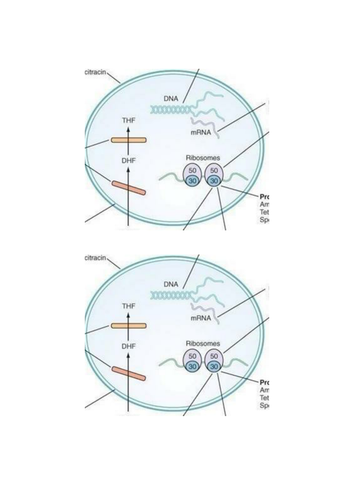 A level Biology Antibiotic resistance