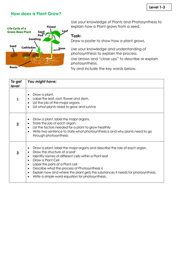 NEW KS3 Assessment Task - Plants