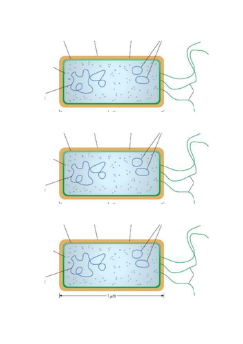 AQA 2017 Cell Biology