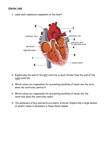 The heart - structure, cardiac cycle and pressure changes