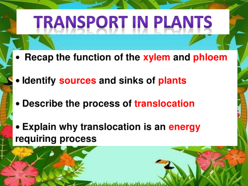 Transport and Gas Exchange in Plants: 2 RESOURCES for A Level Biology