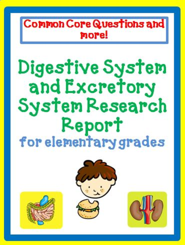 Digestive and Excretory System Report
