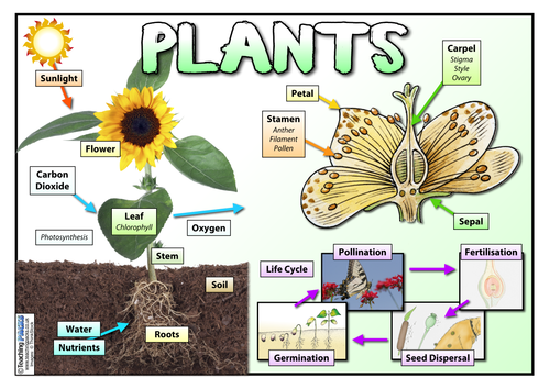 Plants Word Mat
