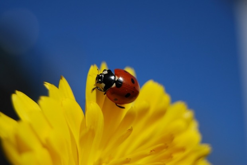 Visual Library Bundle. The Natural World