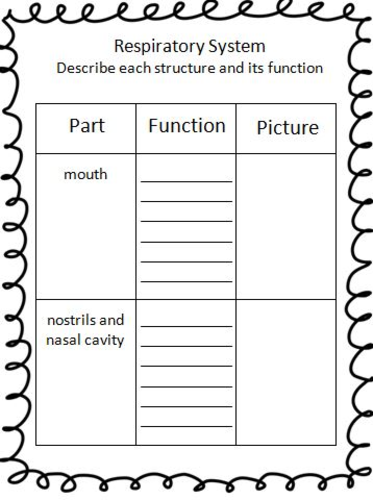 Respiratory System Research Report