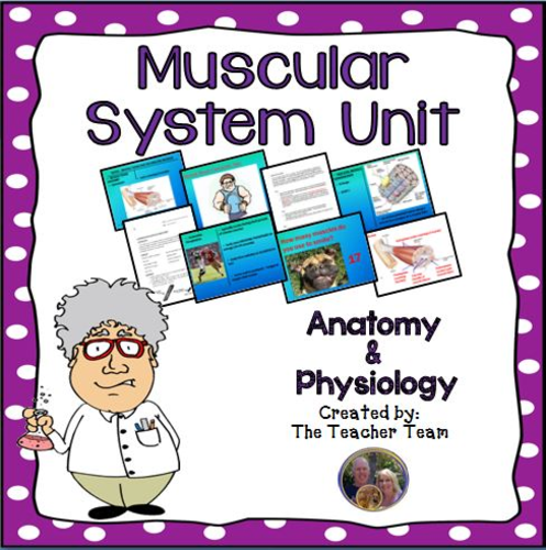 Muscular System Unit
