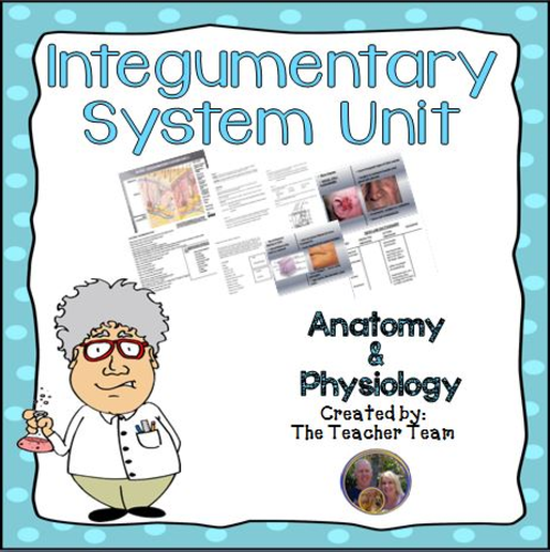 Integumentary System (Skin) Unit  Bundle