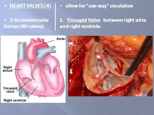 Cardiovascular System Unit (Circulatory System) Bundle