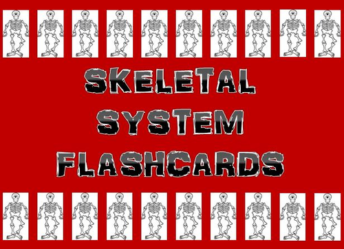 Skeletal System Flash Cards