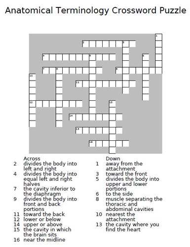 Anatomical Terms Crossword Puzzle Teaching Resources