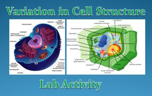 Variation in Cell Structure Lab Activity