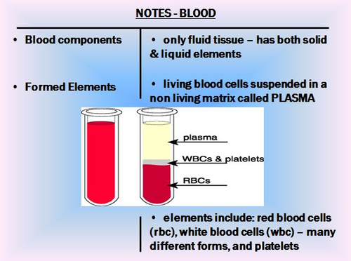 Blood Notes - Red Blood Cells & White Blood Cells Powerpoint Presentation