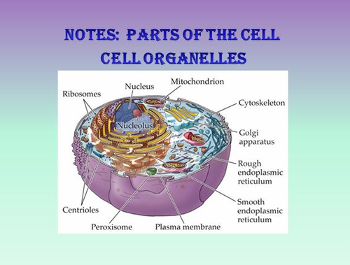 Cell Organelle Notes Powerpoint Presentation