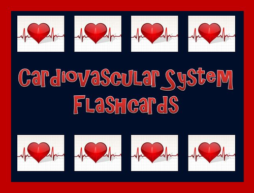 Cardiovascular System Flashcards