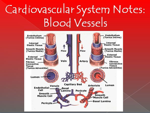 Cardiovascular System Notes - Blood Vessels Powerpoint Presentation